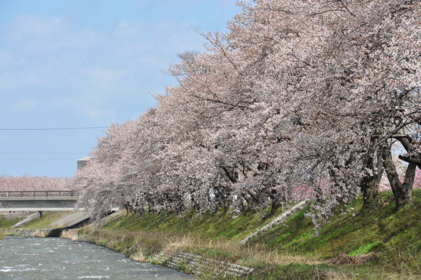 桜