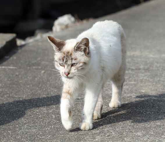 我が家のニャンコ♪2014/02/22-3