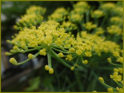 ６月27日 茴香の花は花火師薬剤師 花の歳時記 天南星の魅力 山野草 楽天ブログ