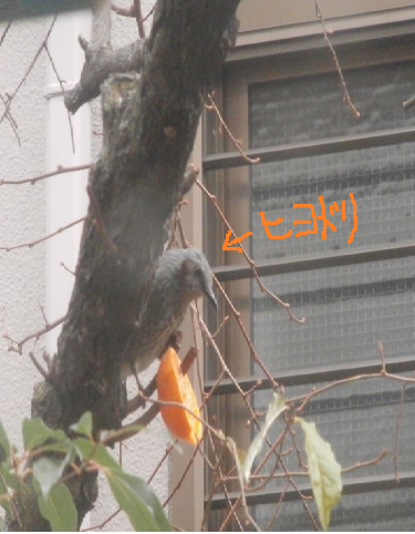 ヒヨドリ.png