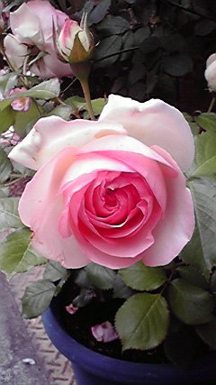 2012051709050001.jpg