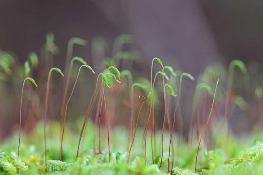 苔三昧の苔活ブログ