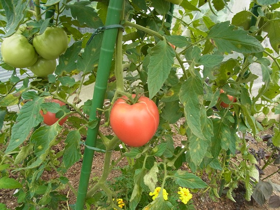 RIMG0012.JPG