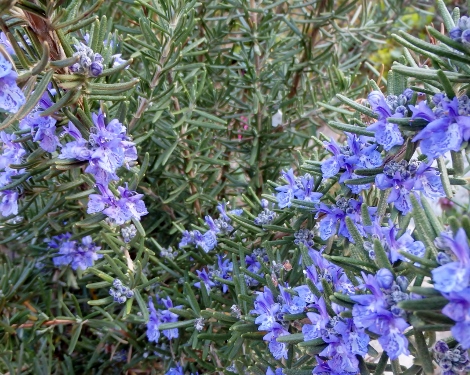 ローズマリーの花