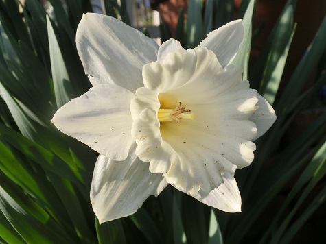 白ラッパ水仙