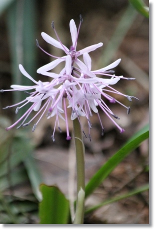 樹木公園-49 ショウジョバカマ-1 14.3.29