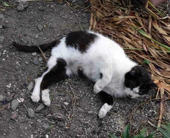 我が家のニャンコ♪2013/5/31-2