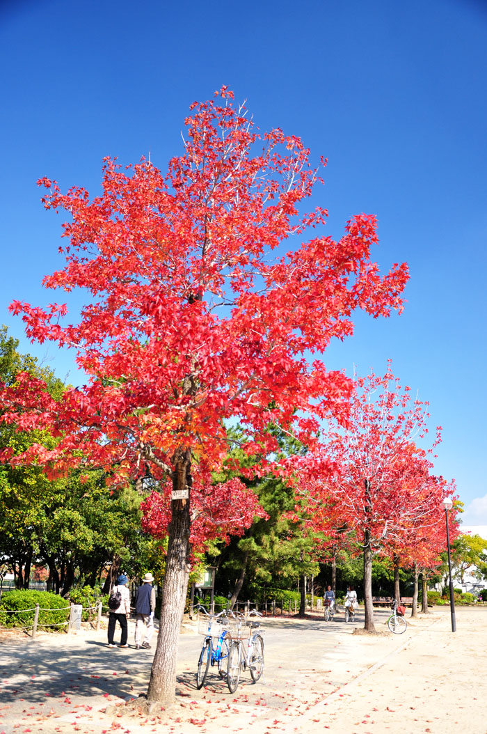 紅葉３