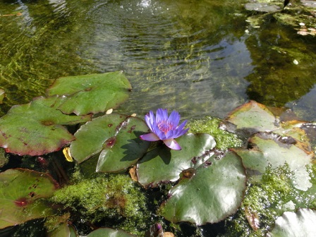 ボタニックガーデン