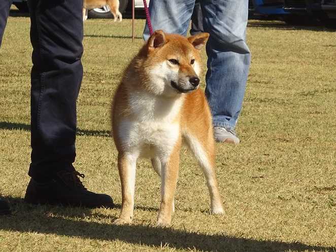 日本犬保存会 写真集 柴犬 昔 古い 本 趣味/スポーツ/実用 