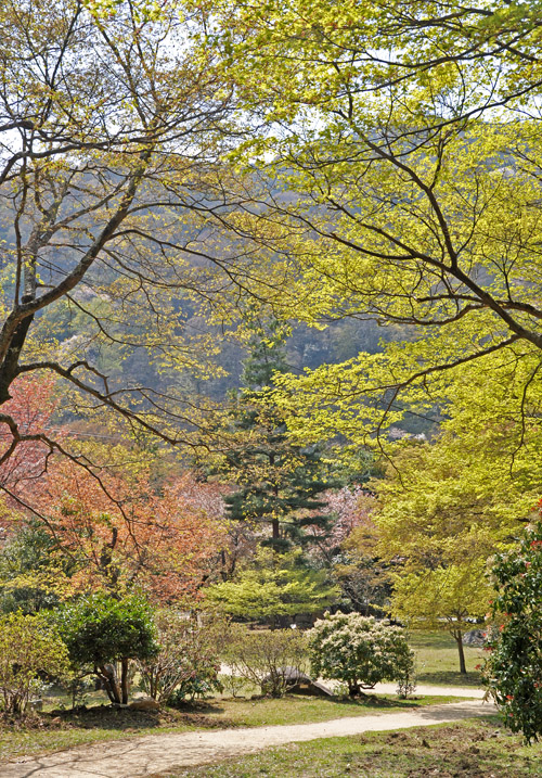 桜３.jpg