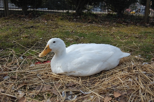 DSC_0003.JPG
