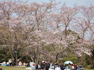お花見.jpg