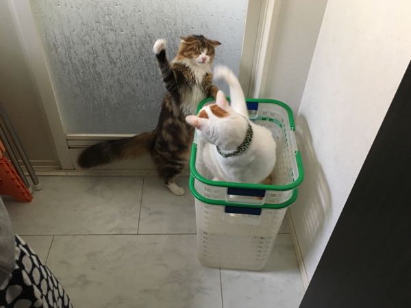 rblog-20180812222203-04.jpg