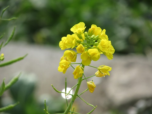 ハナナ・ナノハナ菜の花