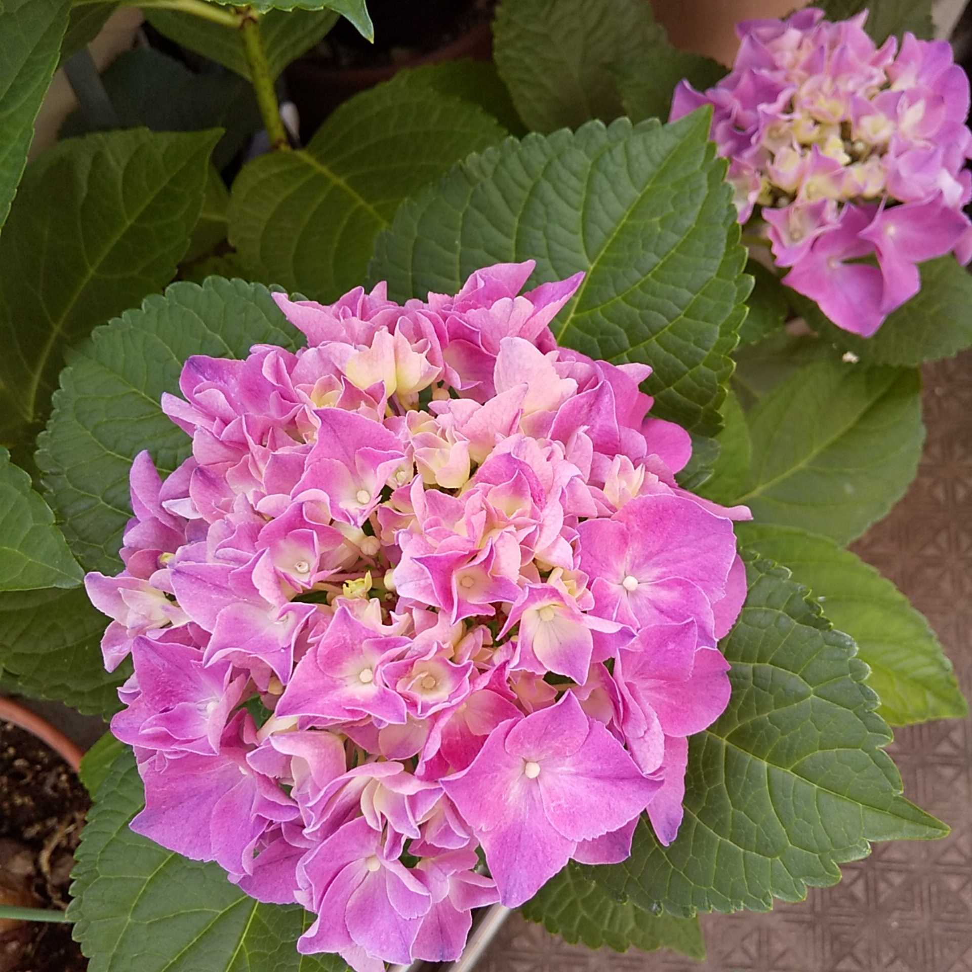 ６月は 紫陽花のおまじない と 夏越の大祓 夢 和 楽 楽天ブログ