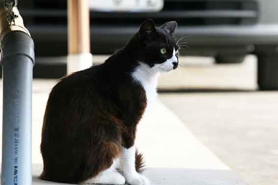 我が家のニャンコ♪2015/5/28-3