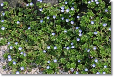 大乗寺丘陵公園-5 オオイヌノフグリ 14.3.17