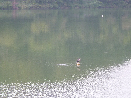 P1130597(1).JPG