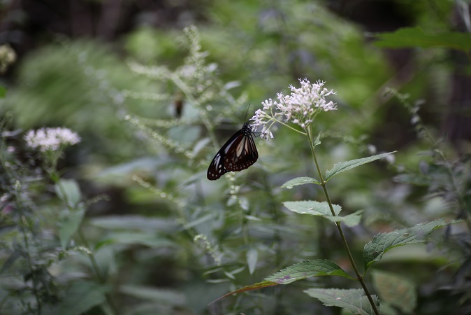 IMG_4363.JPG
