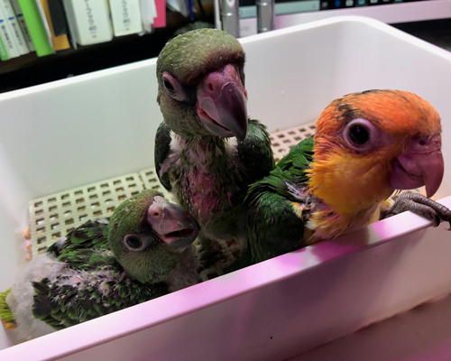 シロハラインコ の記事一覧 Inkoya日和 楽天ブログ