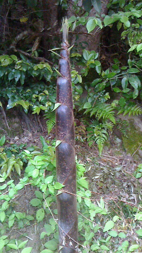 NEC_0914.JPG