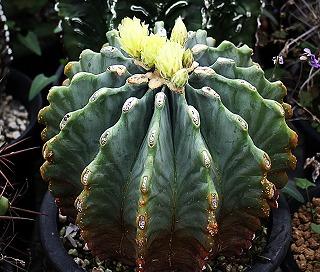 天平丸等の種採取と菊水モンストほか | ☆ガマンマの ニク・サボ
