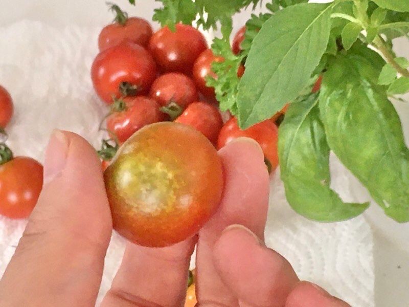 トマトの日焼けとナス料理 ちょびの一坪菜園 楽天ブログ