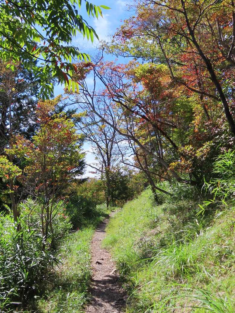 ★島田市・どうだん原の紅葉 ドウダンツツジの紅葉 | 古ギャルの山登りとガーデニングで楽しく^^ - 楽天ブログ