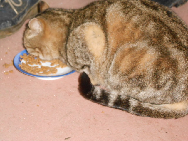 DSCN0870.JPG