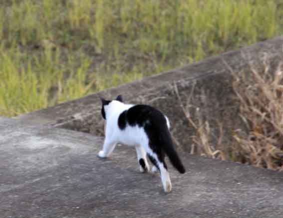 我が家のニャンコ♪2013/12/2-3