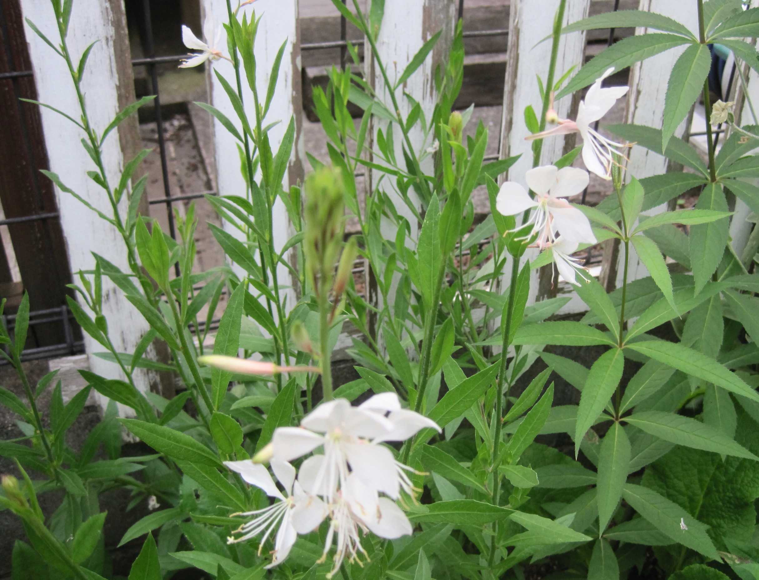 初夏の白い花 リクニス オルラヤ イソトマ ガウラ たねをまく日々 楽天ブログ