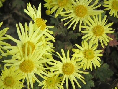 ８小菊２.jpg