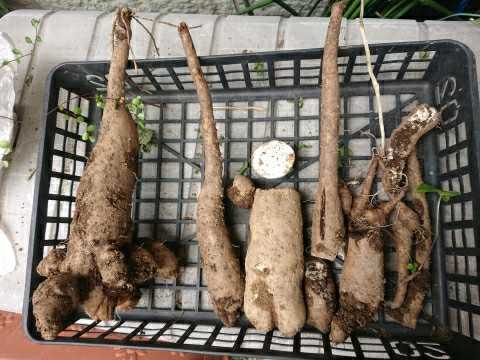 時期外れですが、庭で山芋♪ | ♪ 食いしん坊案内 ♪ - 楽天ブログ