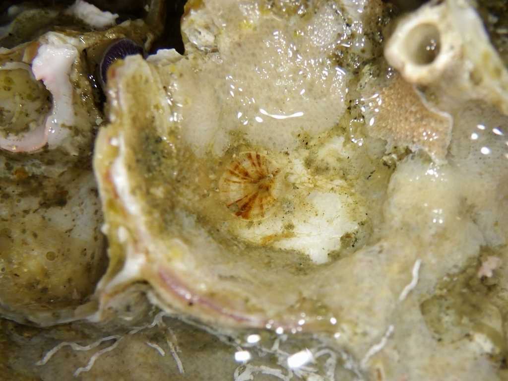 ヤドカリの宿となる貝は生き物の宝庫、スズメガイダマシの仲間 ヤドカリの宿となる貝は生き物の宝庫、スズメガイダマシの仲間