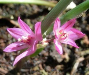 アリウムの発芽 サフランの球根の掘り上げ のんびりガーデニング 楽天ブログ