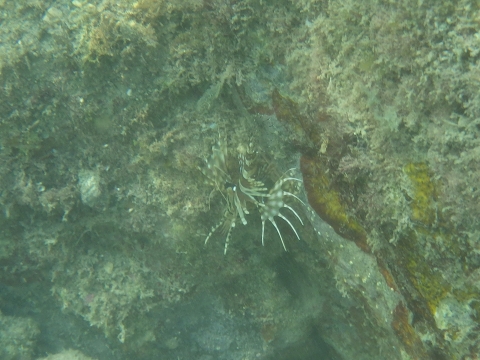 串本磯採集2016年10月上旬8　キリンミノ（Dendrochirus zebra）