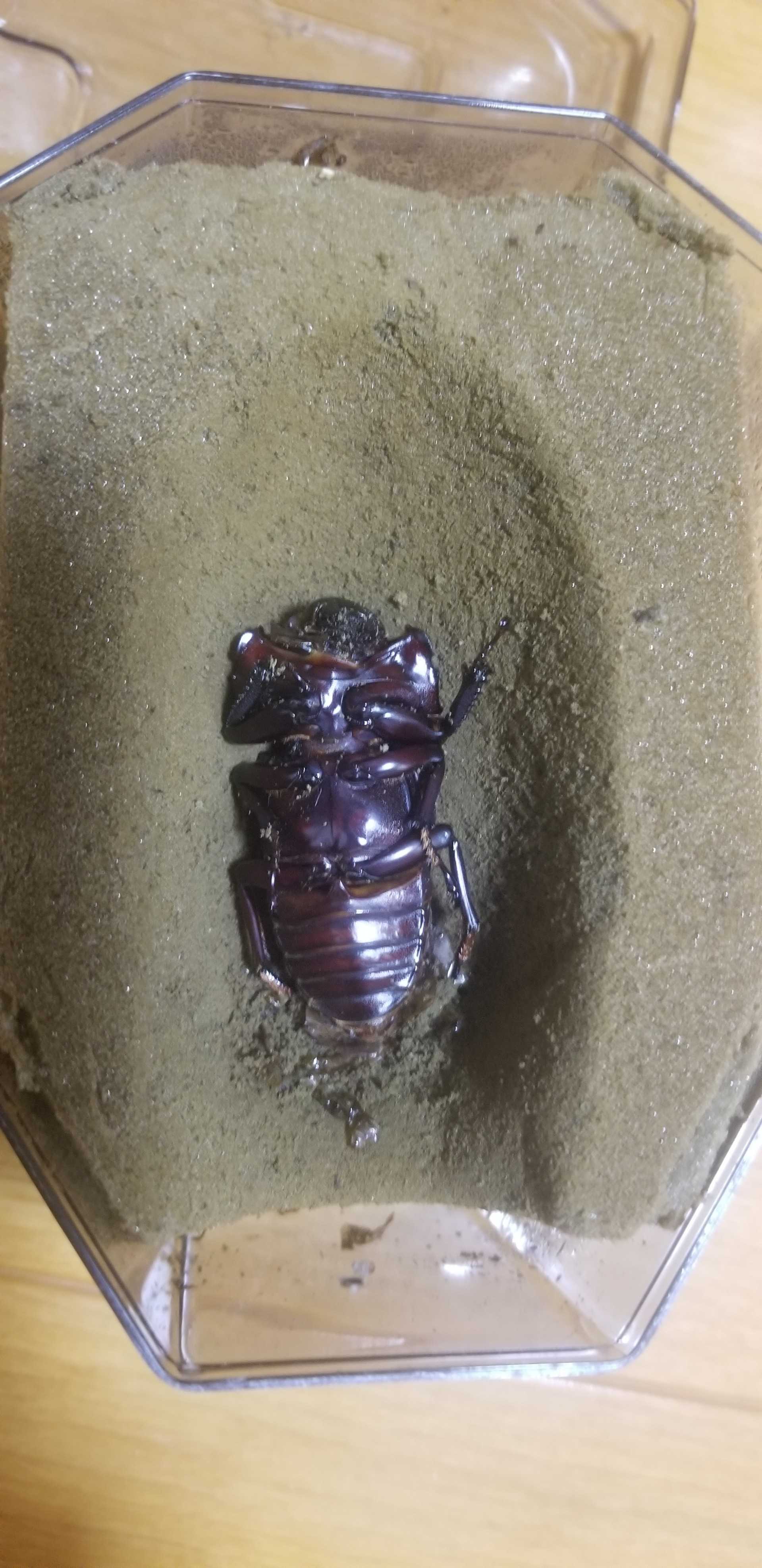 昆虫の居る生活 ど素人がはじめたカブトムシ クワガタムシの育成日記 楽天ブログ