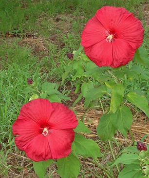 アメリカ芙蓉.jpg