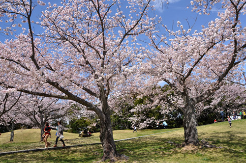 桜３