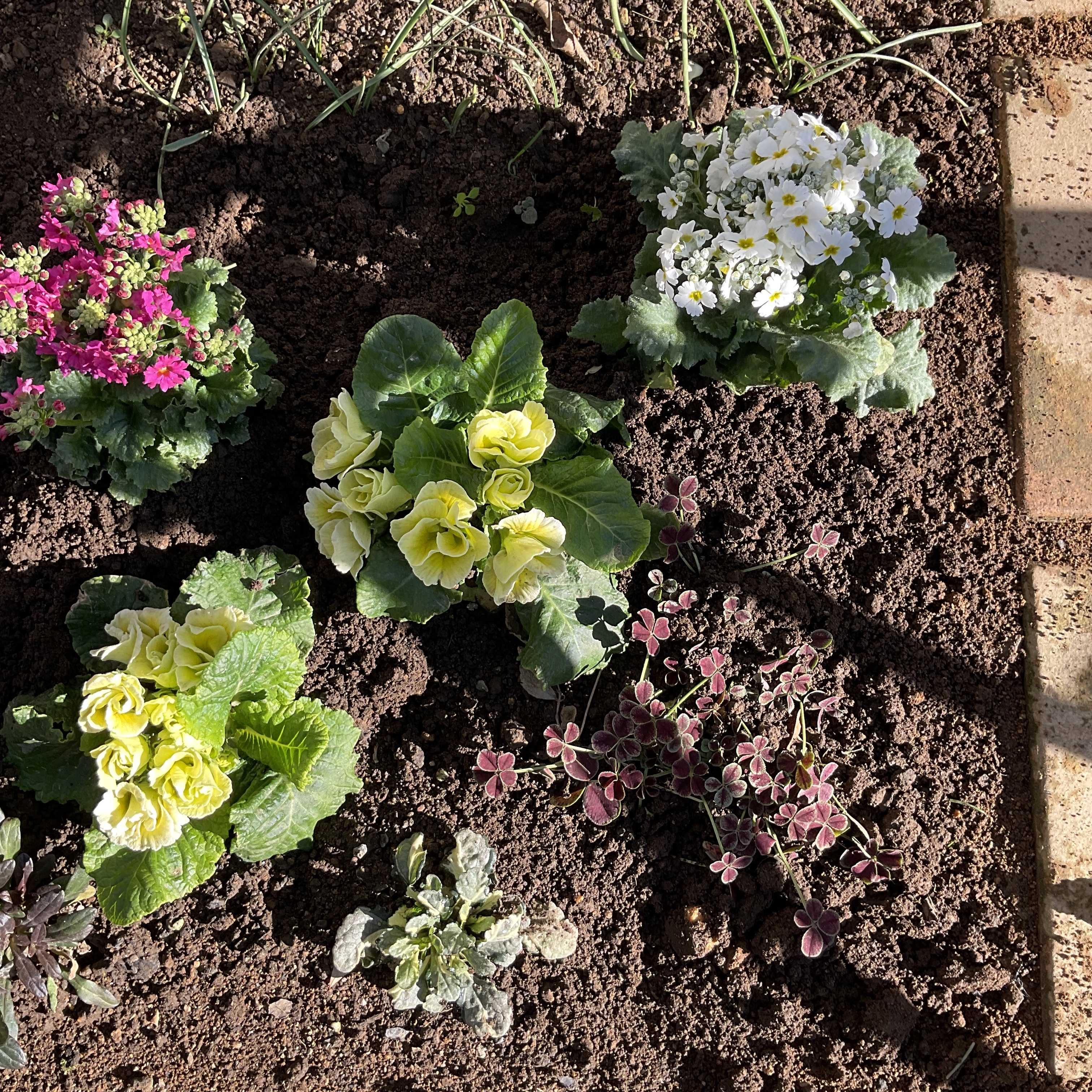 クリスマスまでのカウントダウン 赤系のお花で元気になる 花カホル 楽天ブログ