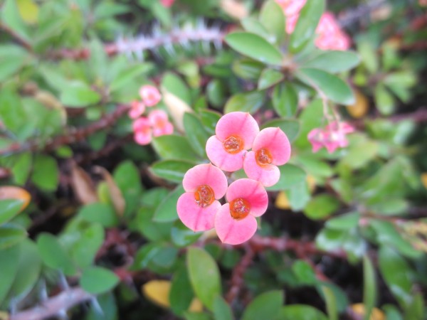 シャボテン公園