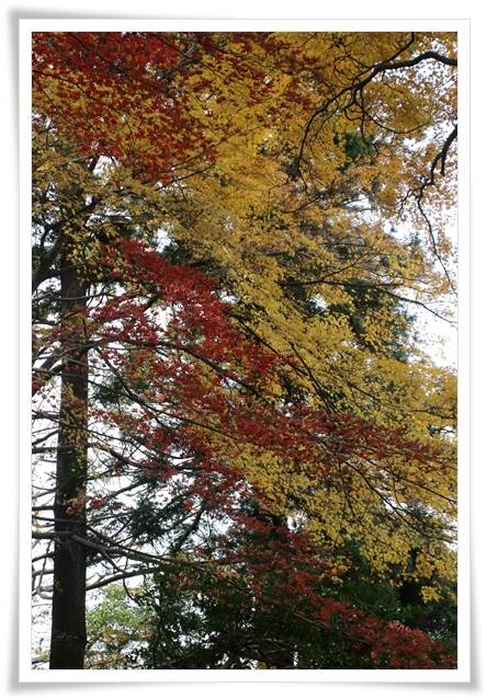 卯辰山山野草園-2 15.12.9