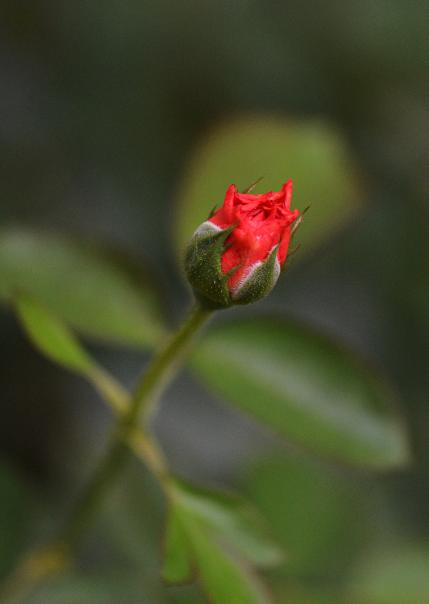 DSC_0043.JPG