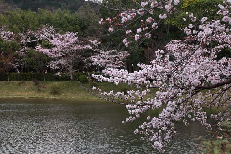 広沢の池_004.jpg