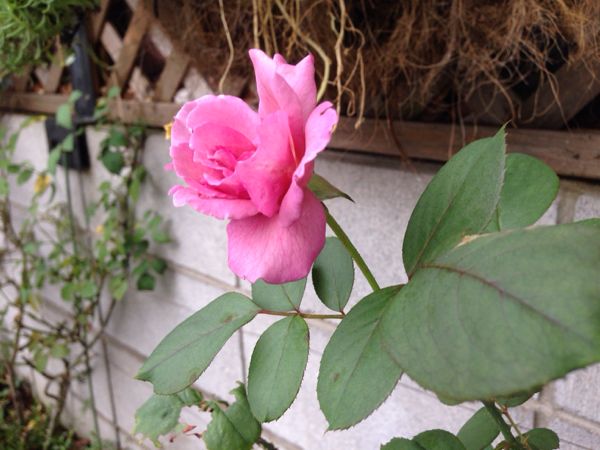 rblog-20140916195030-03.jpg