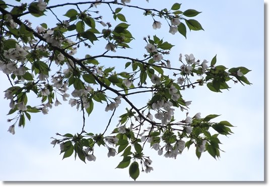 樹木公園-16 水上 15.4.22