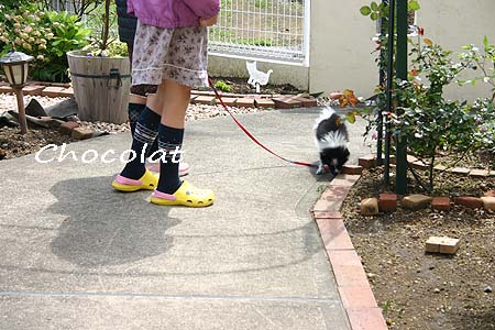 ショコラ　おさんぽ