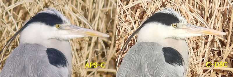 野鳥 の記事一覧 まみきびのブログ 楽天ブログ