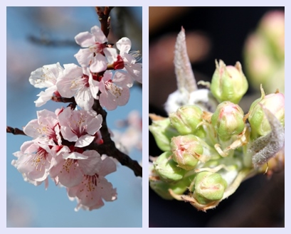 金沢地方気象台-4 杏と梨の標本木 14.4.1